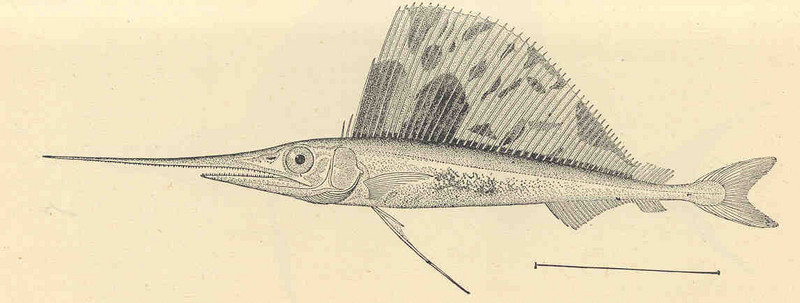FMIB 35178 Young of Sail-Fish, Histiophorus pulchellus, 4 inches long.jpeg