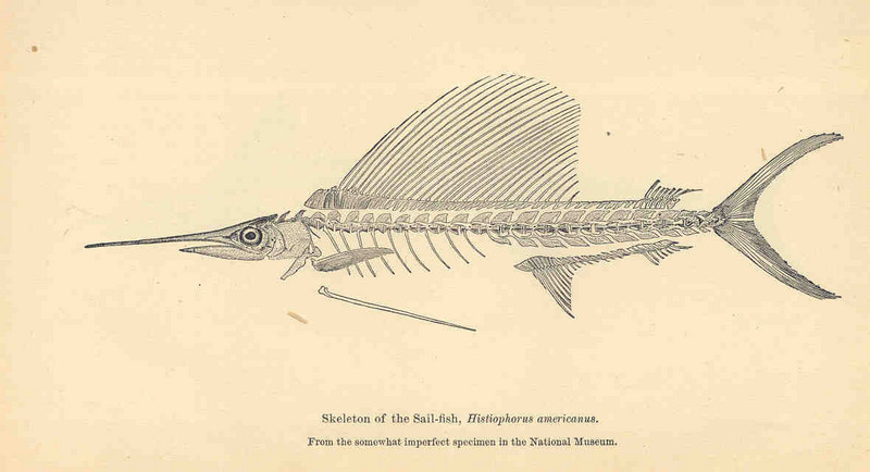 FMIB 35167 Skeleton of the Sail-Fish, Histiophorus americanus.jpeg