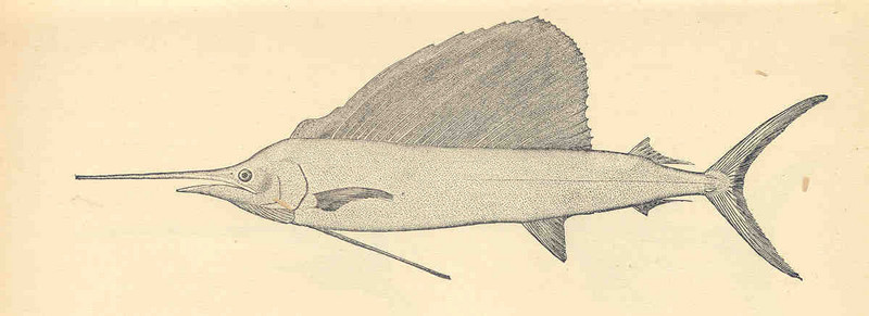 FMIB 35164 American Sail-fish,m Histiophorus americanus.jpeg