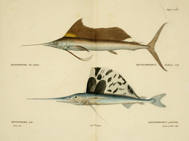 Histoire naturelle des poissons (10438720485).jpg