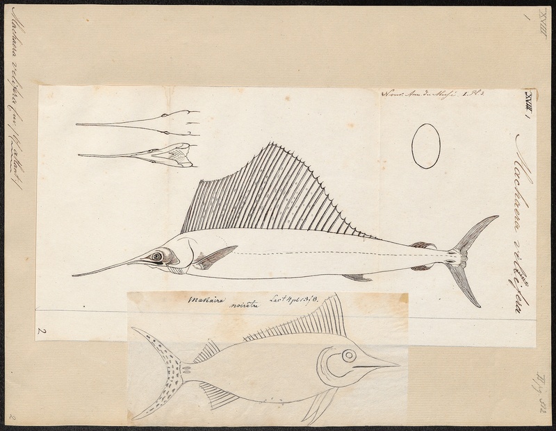 Xiphias velifer - 1700-1880 - Print - Iconographia Zoologica - Special Collections University of Amsterdam - UBA01 IZ13600015.jpg