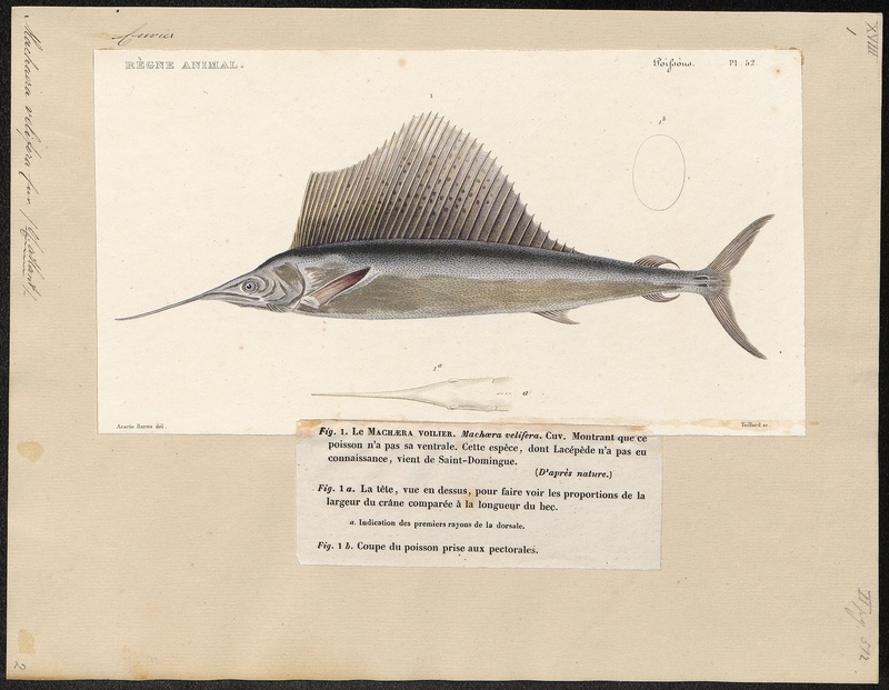 Xiphias velifer - 1700-1880 - Print - Iconographia Zoologica - Special Collections University of Amsterdam - UBA01 IZ13600013.jpg