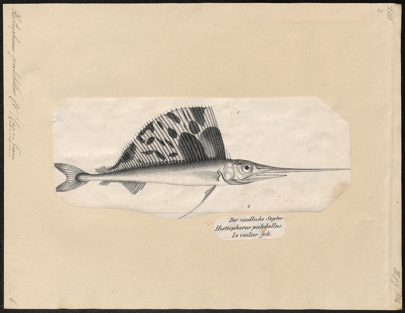 Histiophorus pulchellus - 1700-1880 - Print - Iconographia Zoologica - Special Collections University of Amsterdam - UBA01 IZ13600025.jpg