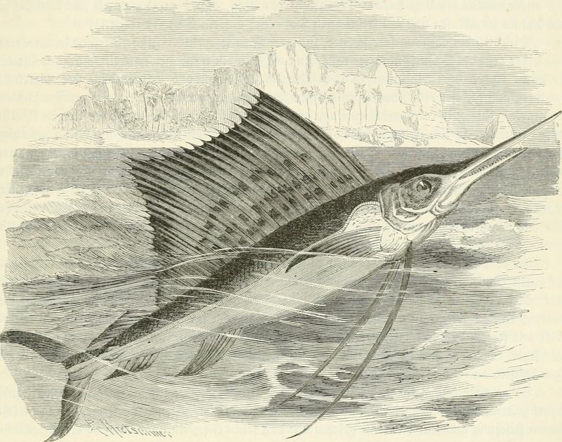 Brehms Thierleben - Allgemeine Kunde des Thierreichs (1876) (19791536213) - Indo-Pacific sailfish (Istiophorus platypterus).jpg