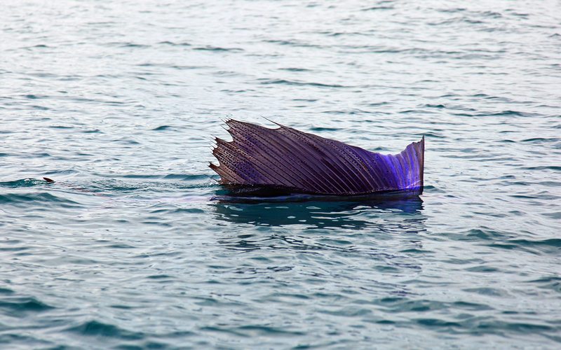 Pacific-sailfish.jpg