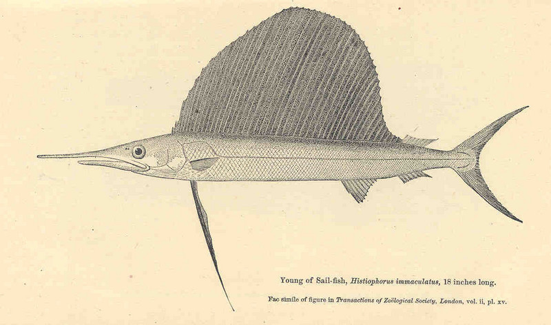 FMIB 35179 Young of Sail-Fish, Histiop;horus immaculatus, 18 inches long.jpeg
