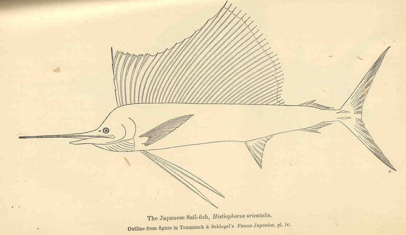 FMIB 35163 Japanese Sail-fish, Histiophorus orientalis.jpeg