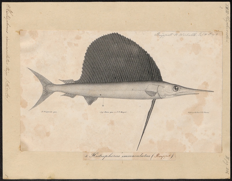 Histiophorus immaculatus - 1700-1880 - Print - Iconographia Zoologica - Special Collections University of Amsterdam - UBA01 IZ13600023.jpg