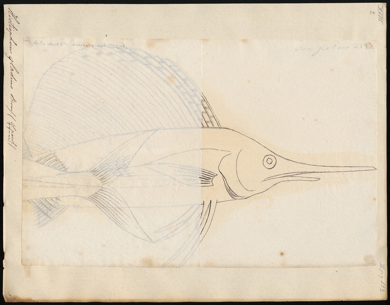 Histiophorus gladius - 1700-1880 - Print - Iconographia Zoologica - Special Collections University of Amsterdam - UBA01 IZ13600021.jpg