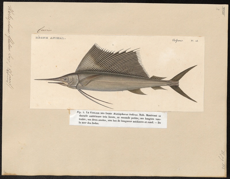Histiophorus gladius - 1700-1880 - Print - Iconographia Zoologica - Special Collections University of Amsterdam - UBA01 IZ13600019.jpg