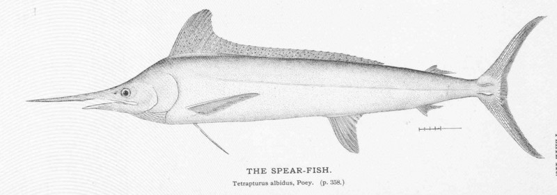 FMIB 50976 Spear-Fish.jpeg