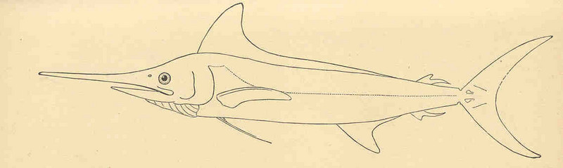 FMIB 35154 Western Atlantic Spear-Fish, Tetrapturus albidus.jpeg