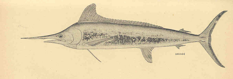FMIB 35152 Western Atlantic Spear-Fish, Tetrapturus albidus, Poey.jpeg