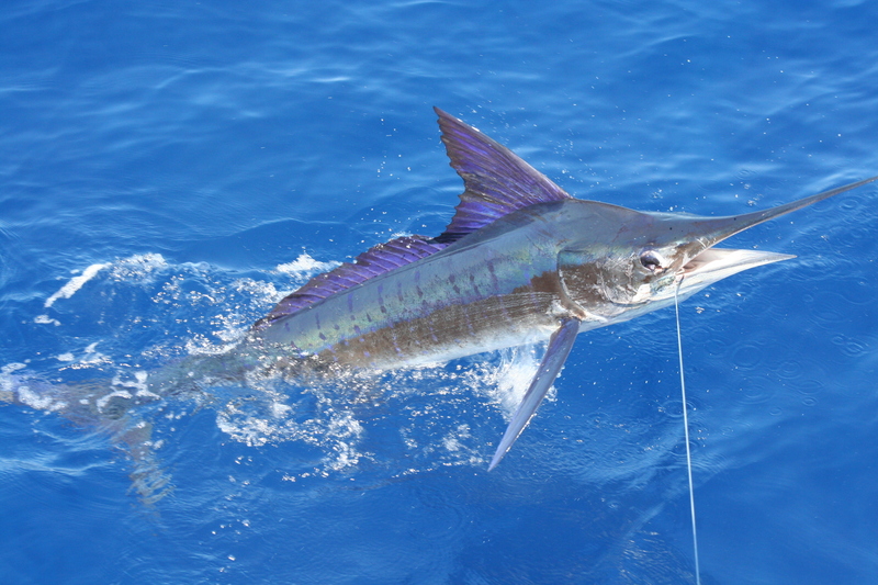 Stripe marlin right off the coast of Carrillo - striped marlin (Kajikia audax).jpg