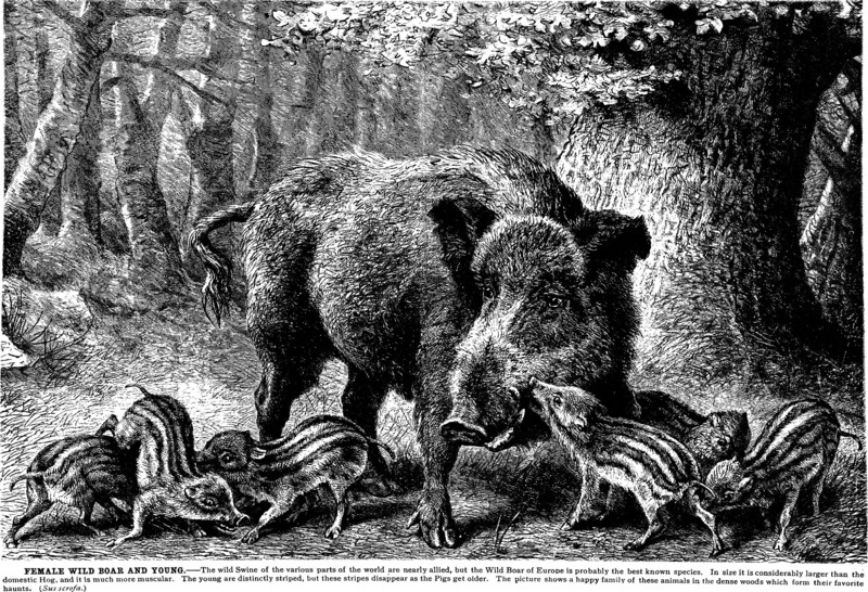 The animals of the world. Brehm's life of animals; (1895) (20774330615) - wild boar (Sus scrofa).jpg