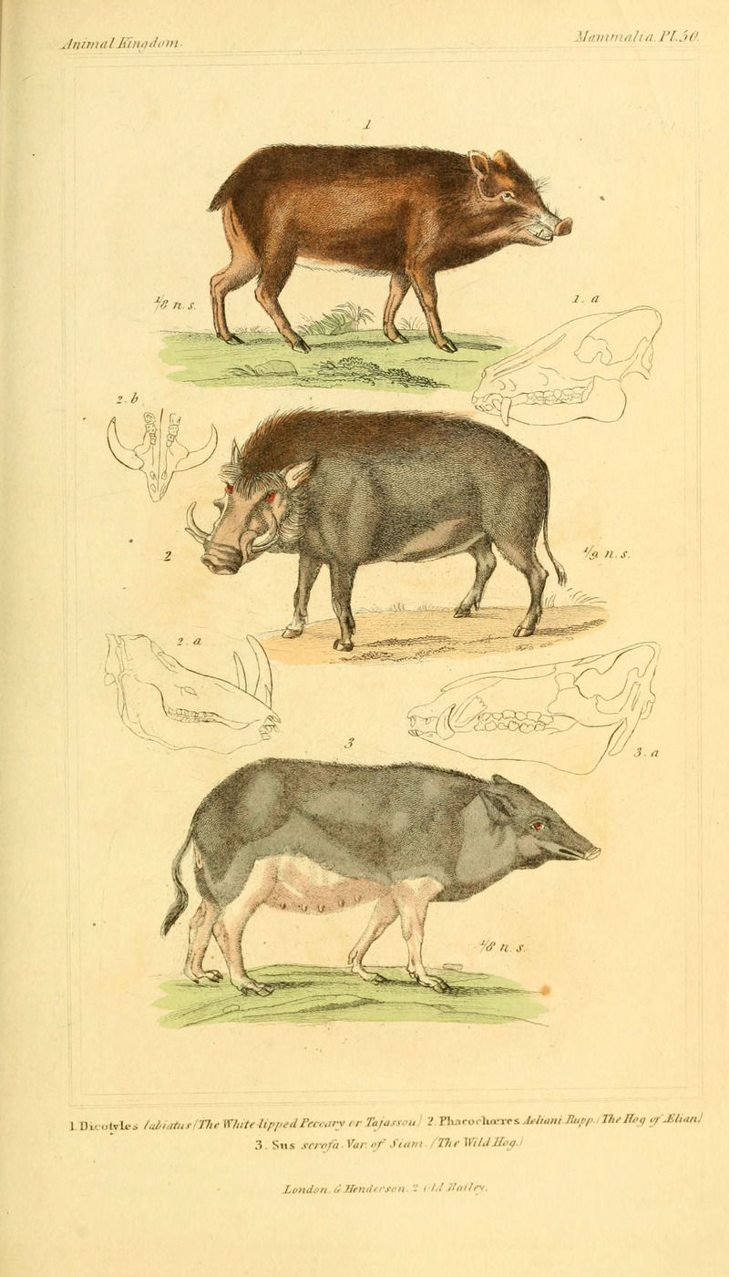 The animal kingdom, arranged according to its organization, serving as a foundation for the natural history of animals (Pl. 50) (6026159780).jpg