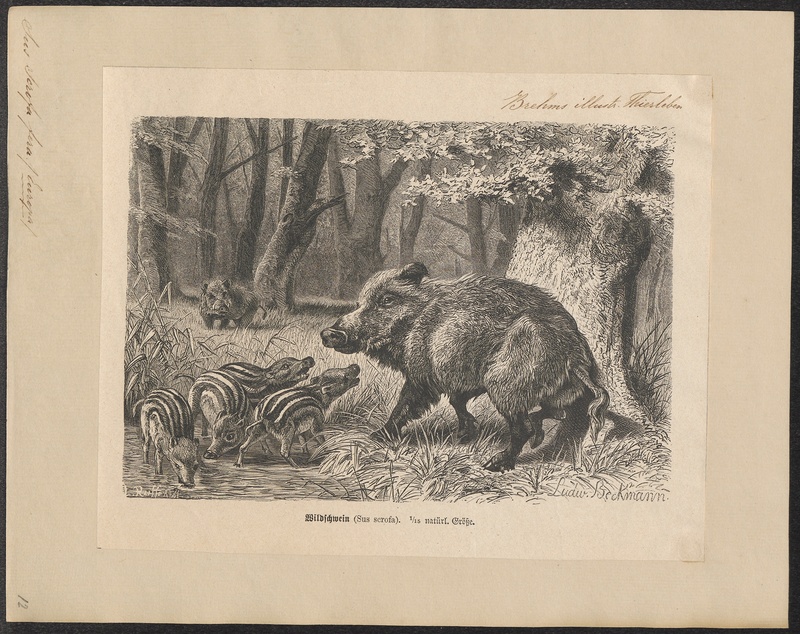 Sus scrofa fera - 1700-1880 - Print - Iconographia Zoologica - Special Collections University of Amsterdam - UBA01 IZ21900098.jpg