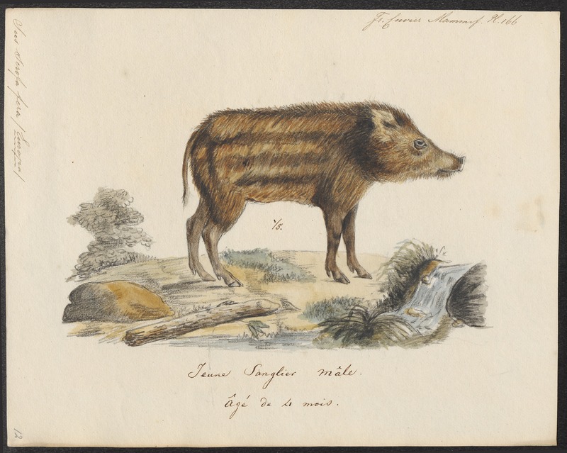 Sus scrofa fera - 1700-1880 - Print - Iconographia Zoologica - Special Collections University of Amsterdam - UBA01 IZ21900096.jpg