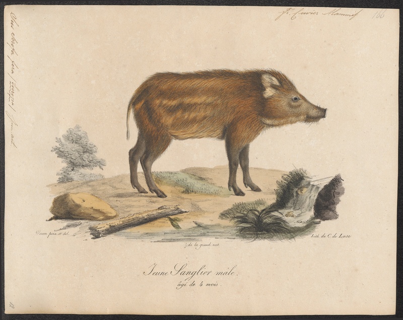 Sus scrofa fera - 1700-1880 - Print - Iconographia Zoologica - Special Collections University of Amsterdam - UBA01 IZ21900094.jpg