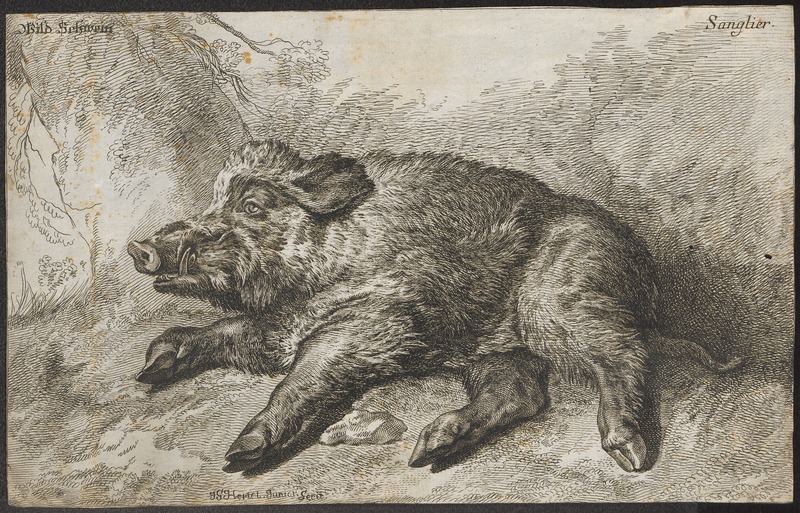 Sus scrofa fera - 1700-1880 - Print - Iconographia Zoologica - Special Collections University of Amsterdam - UBA01 IZ21900086.jpg