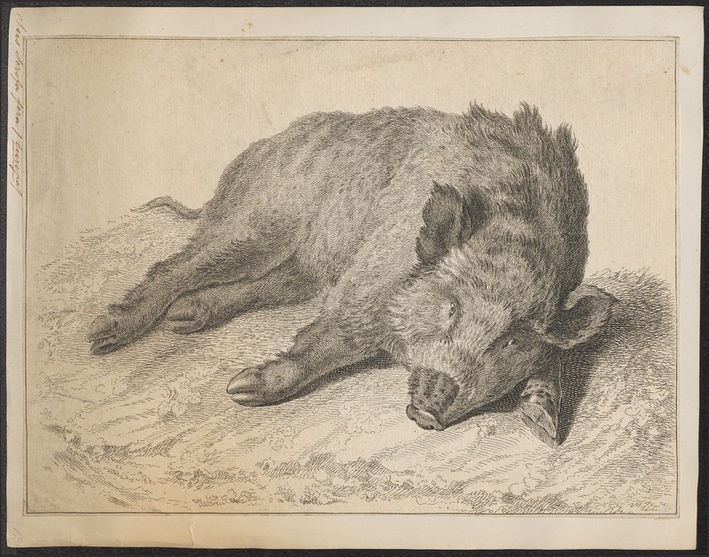 Sus scrofa fera - 1700-1880 - Print - Iconographia Zoologica - Special Collections University of Amsterdam - UBA01 IZ21900084.jpg