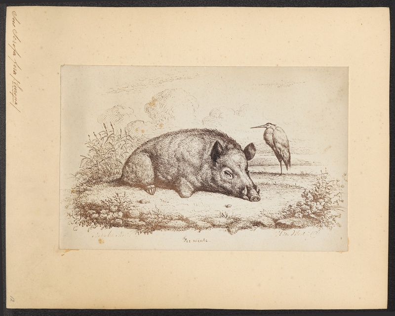 Sus scrofa fera - 1700-1880 - Print - Iconographia Zoologica - Special Collections University of Amsterdam - UBA01 IZ21900082.jpg