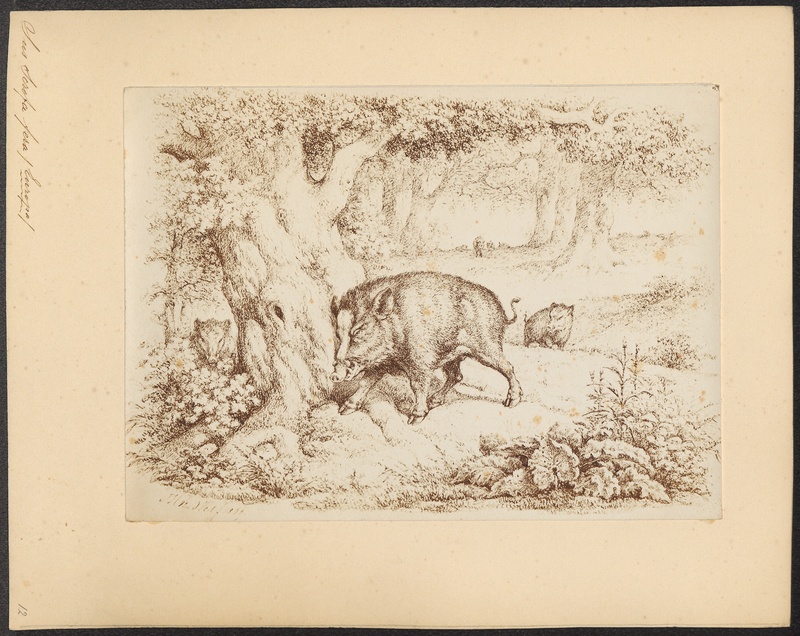 Sus scrofa fera - 1700-1880 - Print - Iconographia Zoologica - Special Collections University of Amsterdam - UBA01 IZ21900080.jpg