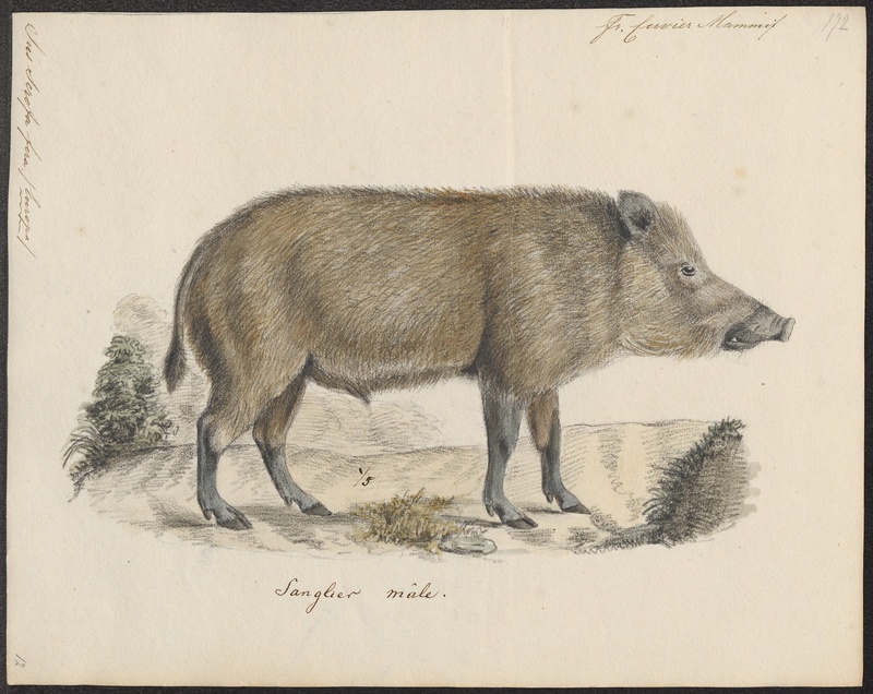 Sus scrofa fera - 1700-1880 - Print - Iconographia Zoologica - Special Collections University of Amsterdam - UBA01 IZ21900078.jpg