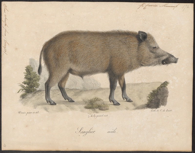 Sus scrofa fera - 1700-1880 - Print - Iconographia Zoologica - Special Collections University of Amsterdam - UBA01 IZ21900076.jpg