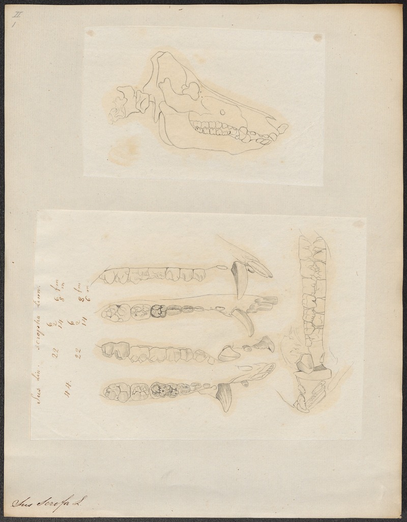 Sus scrofa - 1700-1880 - Print - Iconographia Zoologica - Special Collections University of Amsterdam - UBA01 IZ21900157.jpg