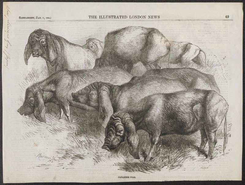 Sus pliciceps - 1862 - Print - Iconographia Zoologica - Special Collections University of Amsterdam - UBA01 IZ21900147.jpg