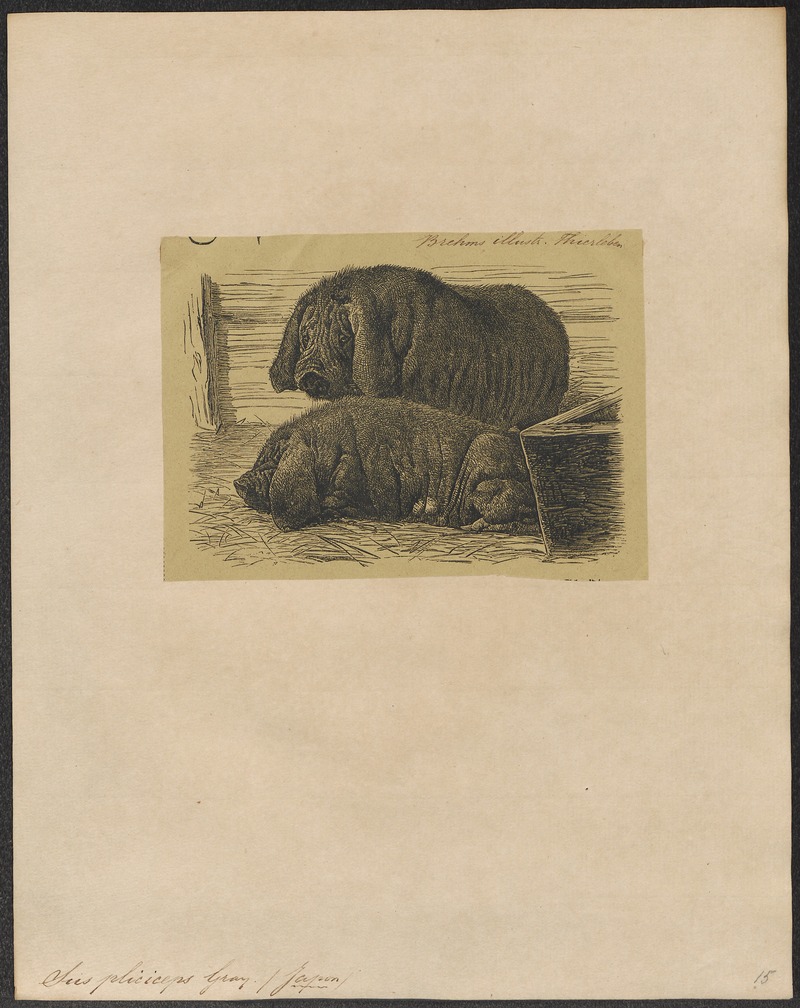 Sus pliciceps - 1700-1880 - Print - Iconographia Zoologica - Special Collections University of Amsterdam - UBA01 IZ21900145.jpg