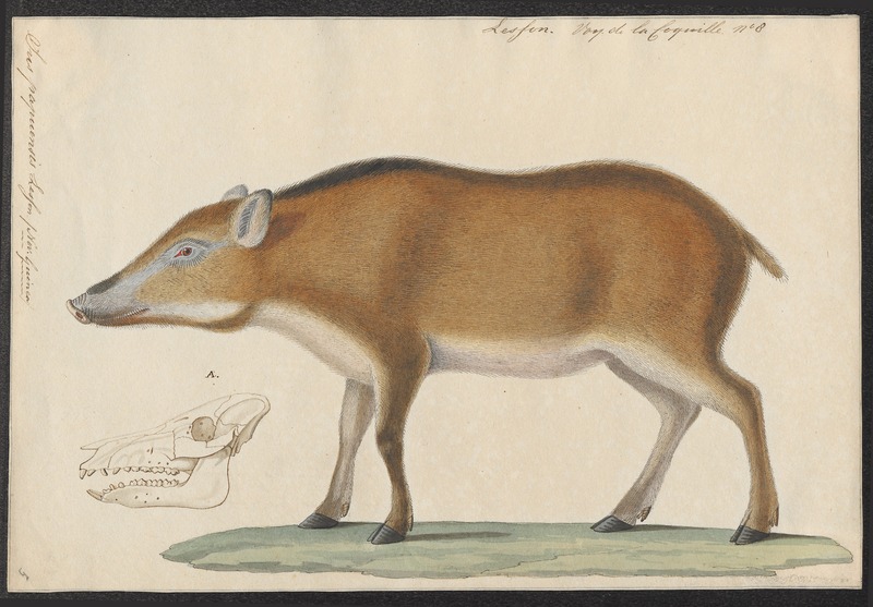 Sus papuensis - 1700-1880 - Print - Iconographia Zoologica - Special Collections University of Amsterdam - UBA01 IZ21900106.jpg