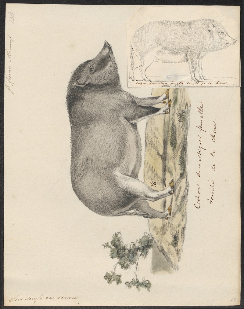 Sus scrofa sinensis - 1700-1880 - Print - Iconographia Zoologica - Special Collections University of Amsterdam - UBA01 IZ21900135.jpg