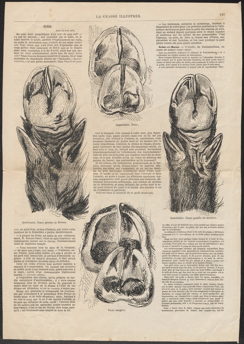 Sus scrofa fera - hoeven - 1873 - Print - Iconographia Zoologica - Special Collections University of Amsterdam - UBA01 IZ21900090.jpg