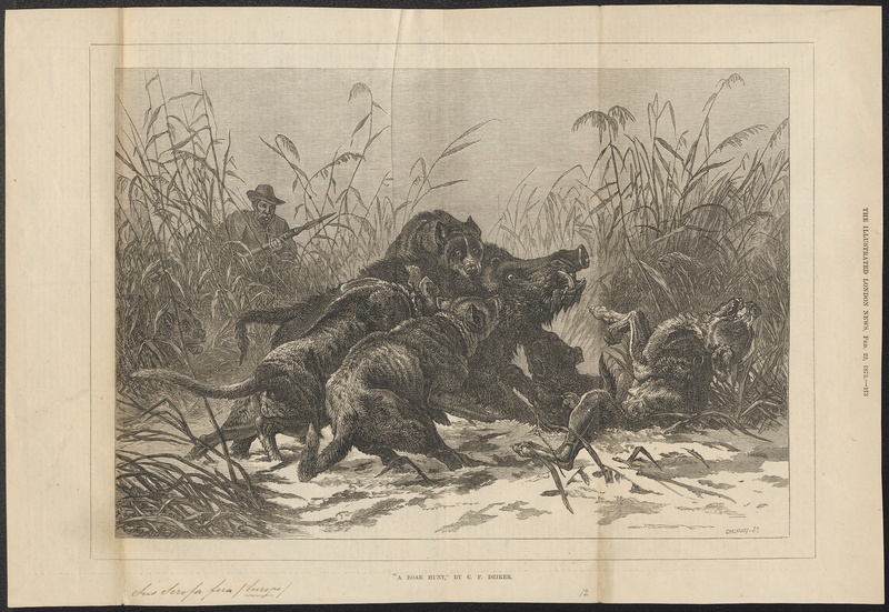 Sus scrofa fera - 1873 - Print - Iconographia Zoologica - Special Collections University of Amsterdam - UBA01 IZ21900092.jpg