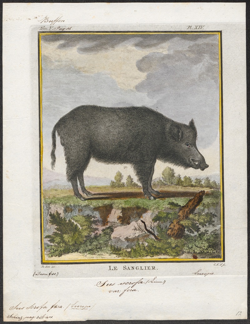 Sus scrofa fera - 1700-1880 - Print - Iconographia Zoologica - Special Collections University of Amsterdam - UBA01 IZ21900113.jpg