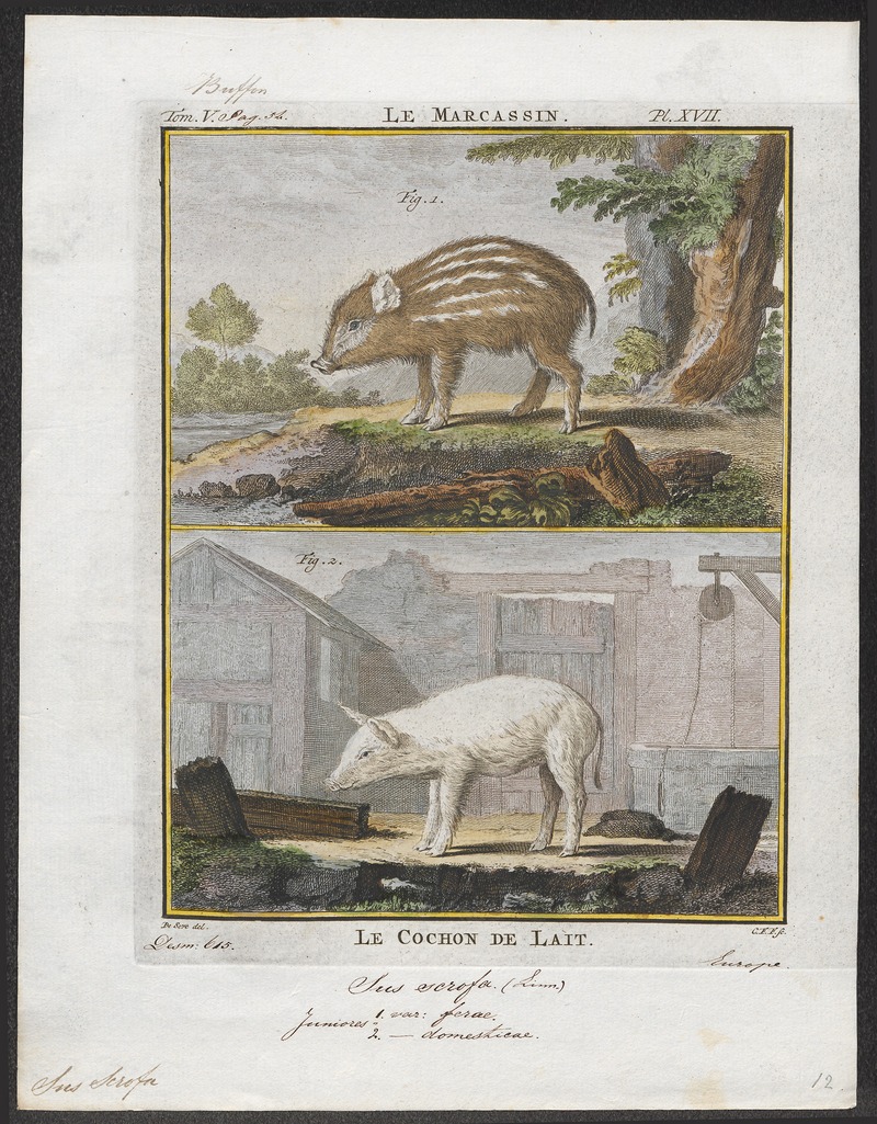 Sus scrofa fera - 1700-1880 - Print - Iconographia Zoologica - Special Collections University of Amsterdam - UBA01 IZ21900110.jpg