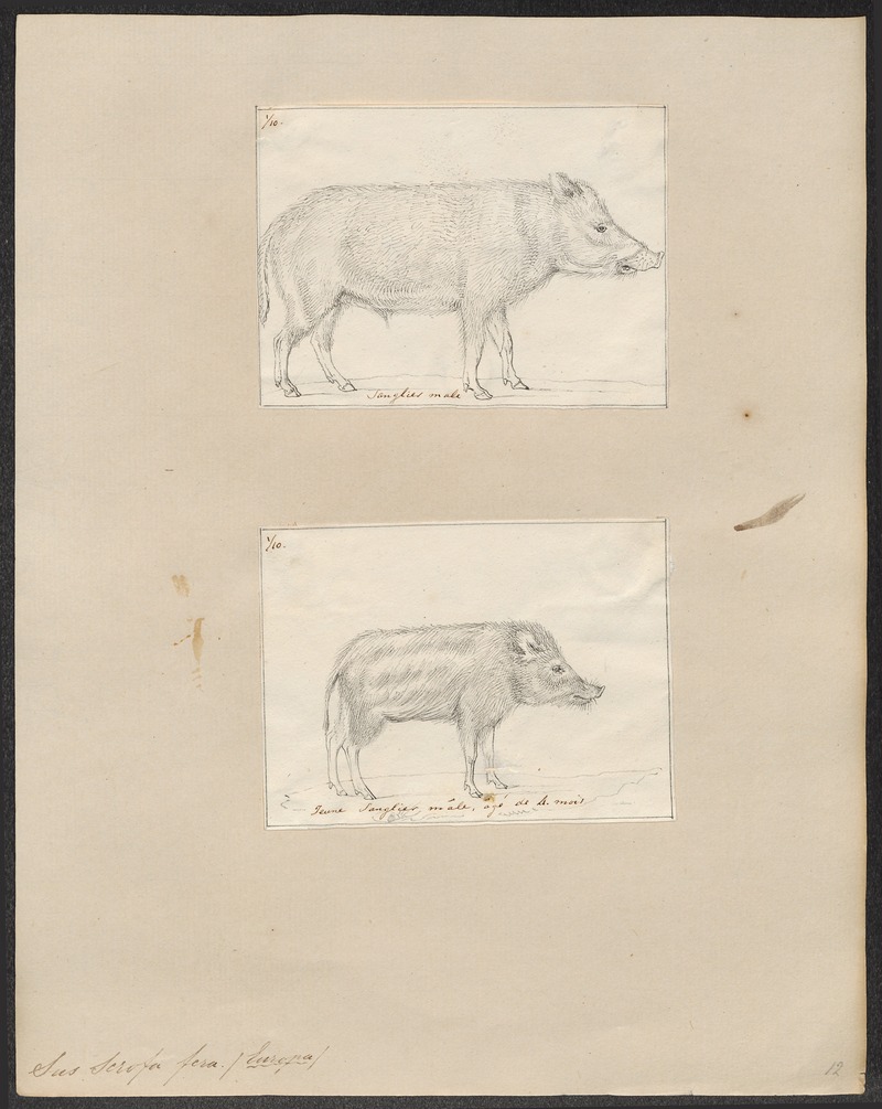 Sus scrofa fera - 1700-1880 - Print - Iconographia Zoologica - Special Collections University of Amsterdam - UBA01 IZ21900108.jpg
