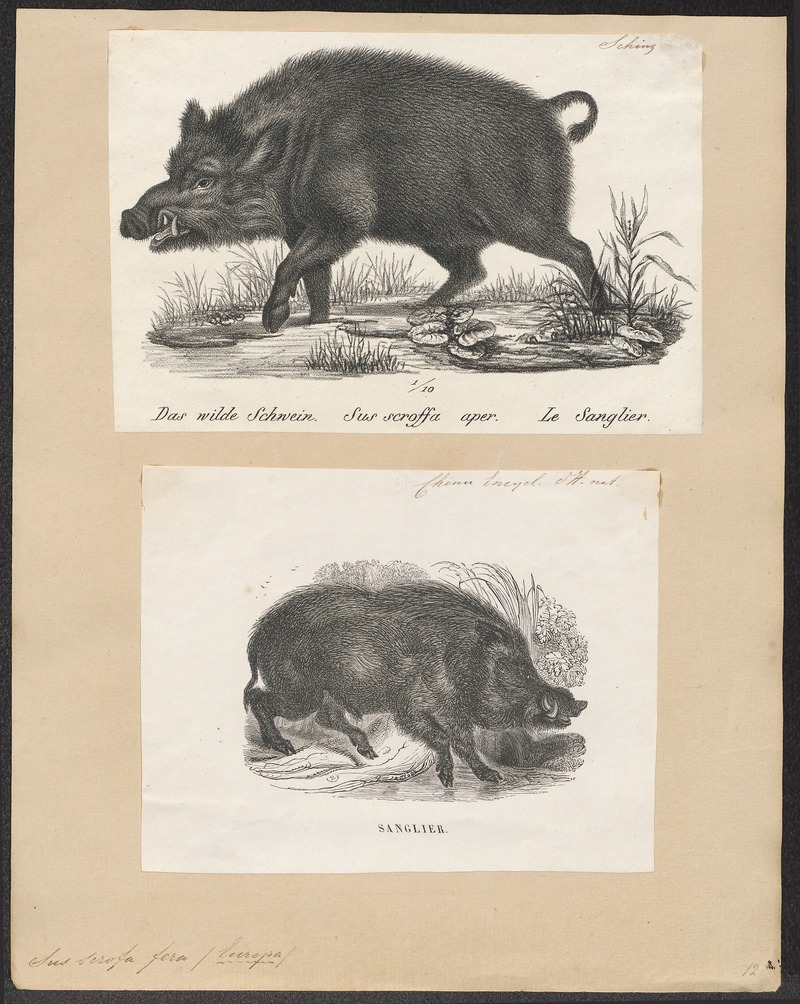 Sus scrofa fera - 1700-1880 - Print - Iconographia Zoologica - Special Collections University of Amsterdam - UBA01 IZ21900104.jpg