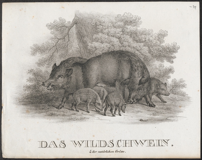 Sus scrofa fera - 1700-1880 - Print - Iconographia Zoologica - Special Collections University of Amsterdam - UBA01 IZ21900102.jpg