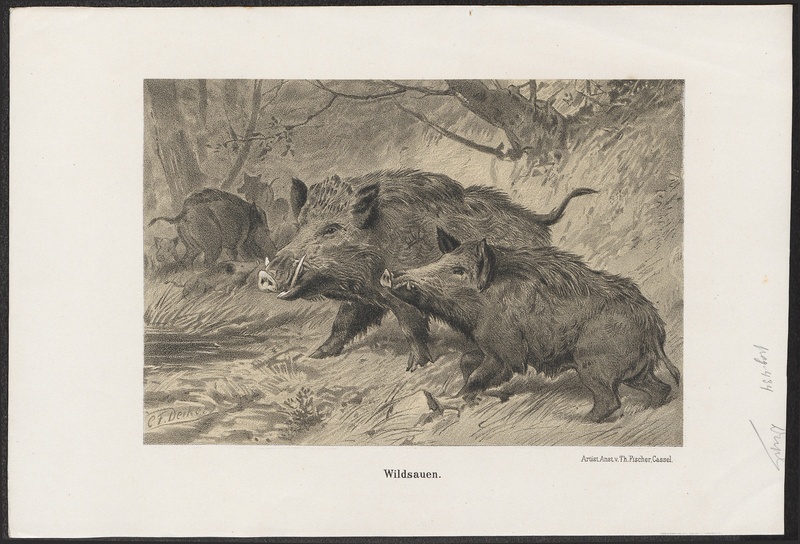 Sus scrofa fera - 1700-1880 - Print - Iconographia Zoologica - Special Collections University of Amsterdam - UBA01 IZ21900100.jpg