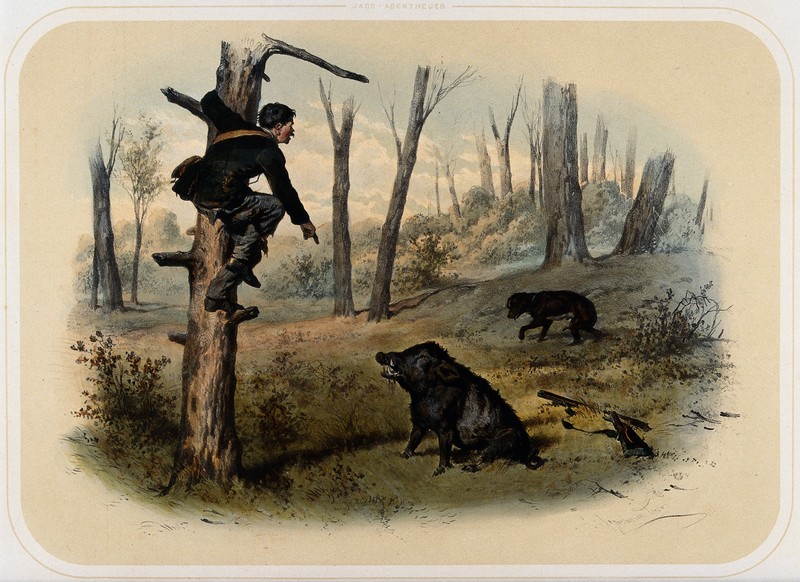 An unarmed huntsman, threatened by a wild boar, takes refuge Wellcome V0023233.jpg