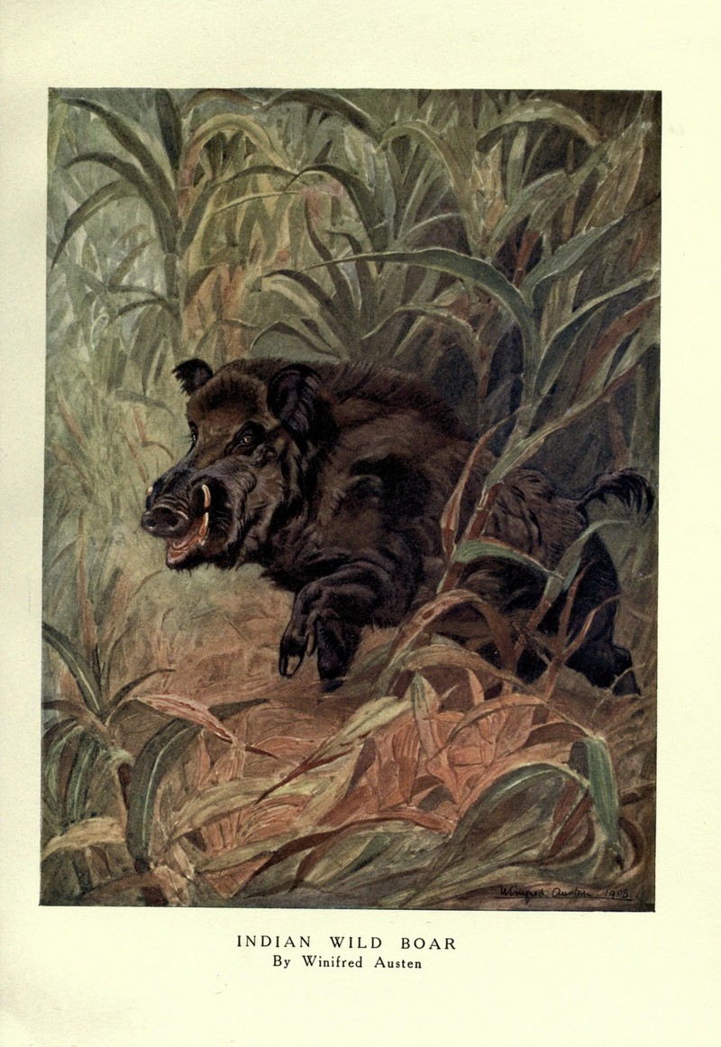 The wild beasts of the world (Plate 30) (8116052238).jpg