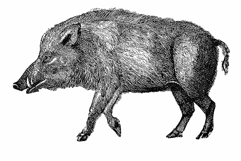 Wild boar.gif
