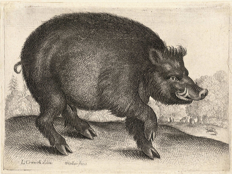 Wenceslas Hollar - Boar, after Cranach.jpg