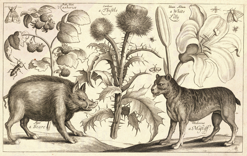 Wenceslas Hollar - Boar and mastiff.jpg