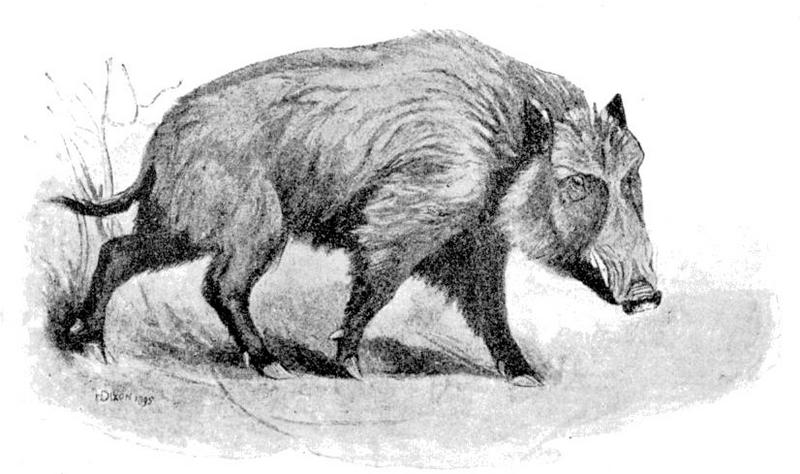 Cambridge Natural History Mammalia Fig 141.jpg