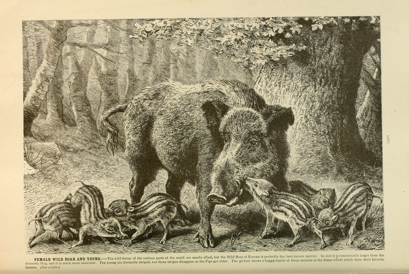 Brehm's Life of animals (Page 541) (6220698746).jpg