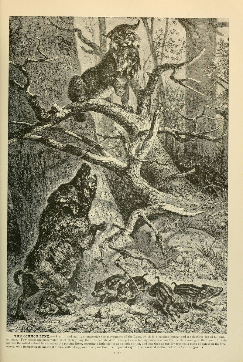 Brehm's Life of animals (Page 131) (6220156789).jpg